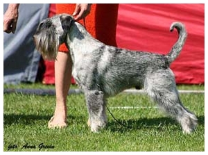 Velvet Dandy`s Neapolitan Dynamite 