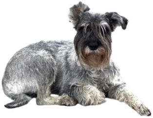 Raappavuoren Murheenkryyni 