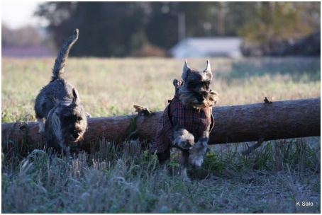 S&ouml;k&ouml; ja Hertta