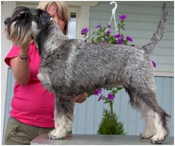 Raappavuoren Diureetti