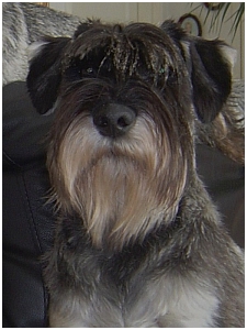 Raappavuoren Diureetti