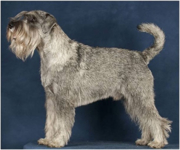 Velvet Dandy's Valentin