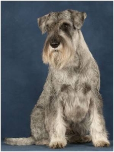 Velvet Dandy's Valentin